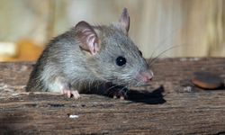 İspanya'da araştırmacılar farelerde pankreas kanserini tedavi etti