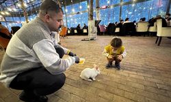 Kedinin ağzından kurtarılan tavşan 'Tombiş' kafenin maskotu oldu