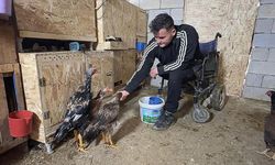 Mandıra kuran bedensel engelli genç, tekerlekli sandalyeyle ahıra girip hayvanlarını besliyor