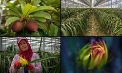 Tescillenen 8 tropikal meyve çeşidi Milli Çeşit Listesi'ne girdi