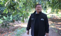 Türkiye'de ilk fidanı 55 yıl önce dikilen avokadonun üretimi katlanarak artıyor