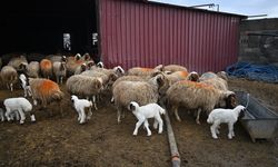 6 ŞUBAT DEPREMLERİNİN ÜÇÜNCÜ YILI - Depremde hayvanlarını kaybeden besici, devlet desteğiyle üretimini katladı