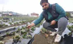 Çilek Bahçeleri Sele Teslim Oldu: Yayladağı’nda 200 Bin TL’lik Zarar