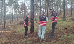 Hatay’da Ormanlarda Tehlike Çanları: Bilimsel Müdahale Başladı