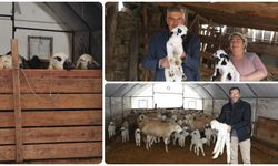 Adana'da depremde ağılları zarar gören besiciler verilen çadırlarda yetiştiriciliğe devam etti