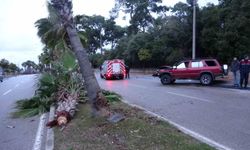 Alkollü sürücü palmiyeye çarptı: 2 yaralı