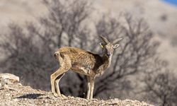 'Anadolu cerenleri' Konya'daki doğal yaşam alanlarında görüntülendi