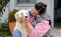 Antalya'da sokak hayvanları yeni sahiplerini bekliyor