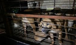 Antalya'da su basan barınaktaki 27 köpek botlar yardımıyla kurtarıldı