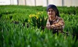 Antalya'da suda yetiştirilen laleler iç piyasada yoğun talep görüyor