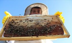 Arıcılıkta koloni kayıplarının azaltılması bal üretimi için önem taşıyor