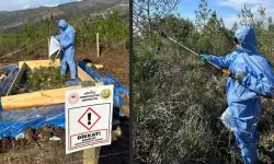 Hatay'da 279 Hektar Ormanlık Alan İlaçlanıyor