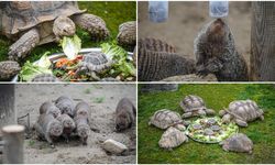 Bursa Hayvanat Bahçesi'nde sıcak iklim hayvanlarına kış bakımı