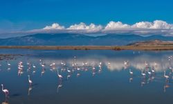 Büyük Menderes Deltası, sulak alanlarıyla yaban hayatına can veriyor