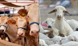 Büyükbaş hayvan sayısı 2025'te 17,7 milyon, küçükbaş sayısı yaklaşık 57,9 milyon oldu