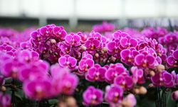 Çukurova'da çiçekler Sevgililer Günü'ne hazır