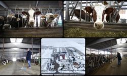 Depremlerde hayvanları telef olan besici işletmesini devlet desteğiyle ayakta tuttu