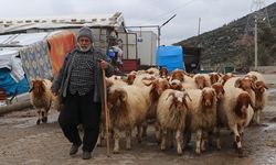 Depremlerde hayvanları telef olan yetiştirici devlet desteğiyle yeniden üretime geçti