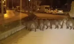 Defne'de Aç Kalan Yaban Domuzları Mahalleye İndi