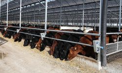 Et ve Süt Kurumundan besilik hayvanların teslimat süreçlerine ilişkin açıklama