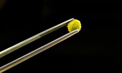 Gastronomi sektöründe yenilebilir çiçeklerin popülerliği arttı