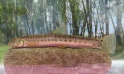 GRAFİKLİ - Türkiye'de her 3 tatlı su balığından biri tehlike altında