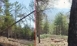 Hassa’da Köy Evleri İçin Ormanlık Alan Feda Mı Ediliyor?