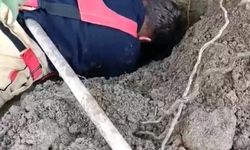 Hatay'da toprağın kaymasıyla göçük altında kalan yavru köpekler kurtarıldı