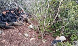 Hatay'da zeytinlik alanda 30 düzensiz göçmen yakalandı