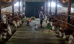Hayvancılığı bırakacakken devlet desteğiyle eski ahırdan modern tesise adım attı