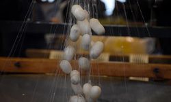 İpekböcekçiliği sektörü koza üretiminde çıtayı yükseltti