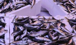 İstanbul'da ocak ayında istavrit hamsiden tahtını aldı