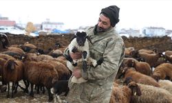İzmir'de pastane işletirken Kars'taki köyüne dönen gurbetçi, devlet desteğiyle sürü sahibi oldu