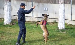 Jandarma, hassas burunlu yardımcılarının katkısıyla birçok asayiş olayını çözüyor