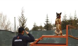 Jandarmanın hassas burnu 'Sima' her türlü afette görev başında