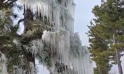 Kışın çetin şartları doğada şölen sundu