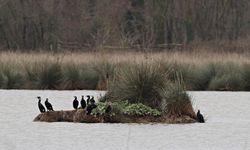 Kızılırmak Deltası zengin biyoçeşitliliği ile farklı türlere ev sahipliği yapıyor