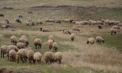 Küçükbaş hayvancılığa destek projesi yetiştiricilere 'can suyu' olacak