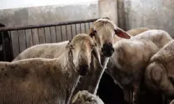 Hatay'da Kırsal Kalkınmaya Destek: 150 Bin Küçükbaş Dağıtılacak