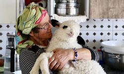 Kuzusunu yanından ayırmayan kadın görme engelli buzağıya da ışık oluyor