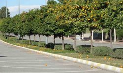 Manavgat'ta fırtına ve yağmur turunçları yollara döktü