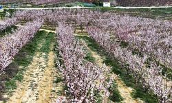 Mersin'de kayısı ağaçları çiçeklendi