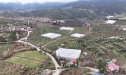 Mersin'de serada yetiştirilen erik ağaçları çiçeklendi