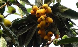 Mersin'de serada yetiştirilen yenidünyada hasat mesaisi başladı