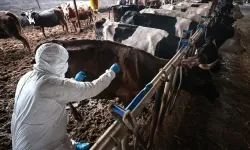 16 Mahalle Şap Karantinasına Alındı!