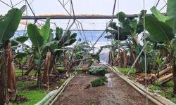 TARSİM, Antalya'daki selden etkilenen üreticilere 586 milyon lira hasar ödemesi yapacak