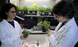 Türk bilim insanları, Ay ve Mars regolitleri benzerinde domates yetiştirdi