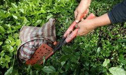 Türk çayının ihracat geliri ocakta yüzde 66 arttı