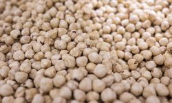 Türkiye fındık ihracatından 5 ayda yaklaşık 973 milyon dolar gelir sağladı