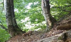 Uludağ'da yiyecek arayan sansar fotokapanla görüntülendi